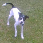 Dansk svensk gaardhund Teddy R.I.P. Hvil i fred