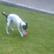 Dansk svensk gaardhund Teddy R.I.P. Hvil i fred