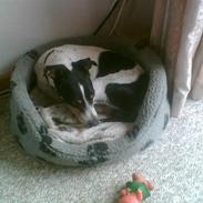 Dansk svensk gaardhund Teddy R.I.P. Hvil i fred