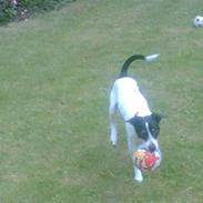 Dansk svensk gaardhund Teddy R.I.P. Hvil i fred