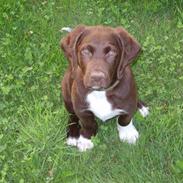 Blanding af racer Chaco