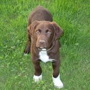 Blanding af racer Chaco