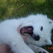 Samojedhund Charlie