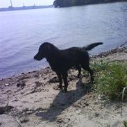 Blanding af racer Fister