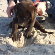 Labrador retriever Luna