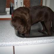 Labrador retriever Luna