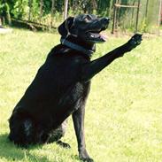 Labrador retriever Bassi