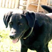 Labrador retriever Bassi