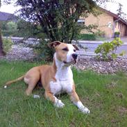 Amerikansk staffordshire terrier Tyson