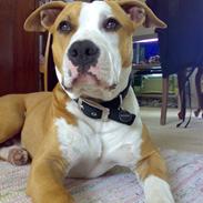Amerikansk staffordshire terrier Tyson