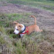 Amerikansk staffordshire terrier Tyson