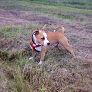 Amerikansk staffordshire terrier Tyson