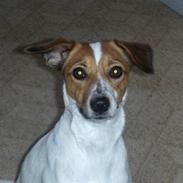 Dansk svensk gaardhund Magda