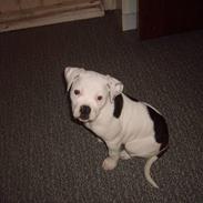 Amerikansk bulldog KIKI