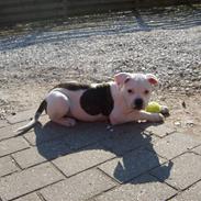 Amerikansk bulldog KIKI