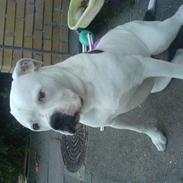 Amerikansk bulldog KIKI