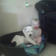 Amerikansk bulldog KIKI