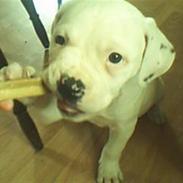 Amerikansk bulldog KIKI