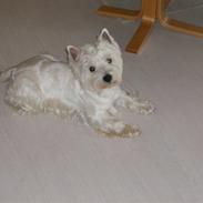 West highland white terrier Baloo