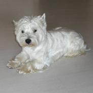 West highland white terrier Baloo
