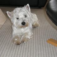 West highland white terrier Baloo