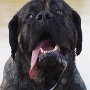 Mastiff Tjalfe