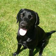 Labrador retriever Liva