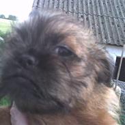 Griffon bruxellois Ukendt