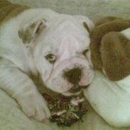 Engelsk bulldog Nemo