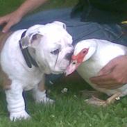 Engelsk bulldog Nemo