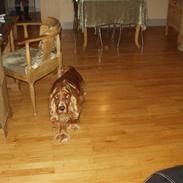 Cocker spaniel Karl
