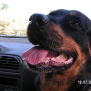 Rottweiler Malou (1997-2008)