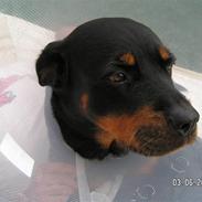 Rottweiler Malou (1997-2008)