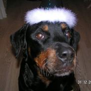 Rottweiler Malou (1997-2008)