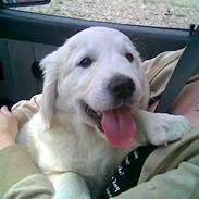 Golden retriever Anton