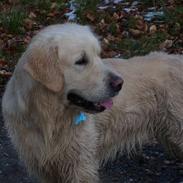 Golden retriever Anton 