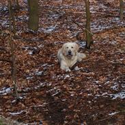 Golden retriever Anton 