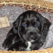 Cocker spaniel Ziggy