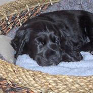 Cocker spaniel Ziggy