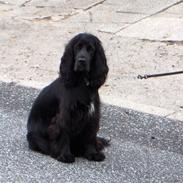Cocker spaniel Ziggy