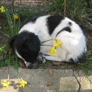 Blanding af racer Hercules