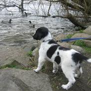 Blanding af racer Hercules