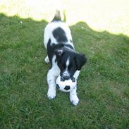 Blanding af racer Hercules