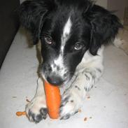 Blanding af racer Hercules