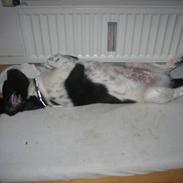 Blanding af racer Hercules