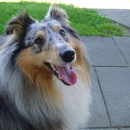 Shetland sheepdog Elvis
