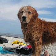 Golden retriever Samson