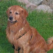 Golden retriever Samson