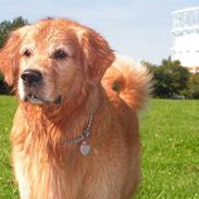 Golden retriever Samson