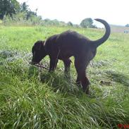 Blanding af racer Kandi